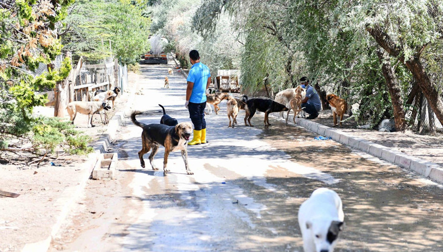 Can dostlar yeni yuvasında