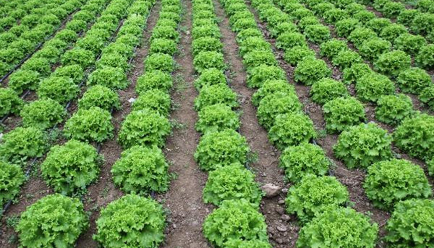 Beypazarı’nda marul hasadı