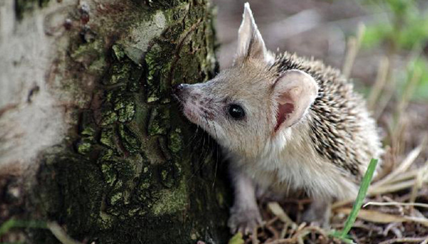 Hevselde, uzun kulaklı çöl kirpisi görüldü