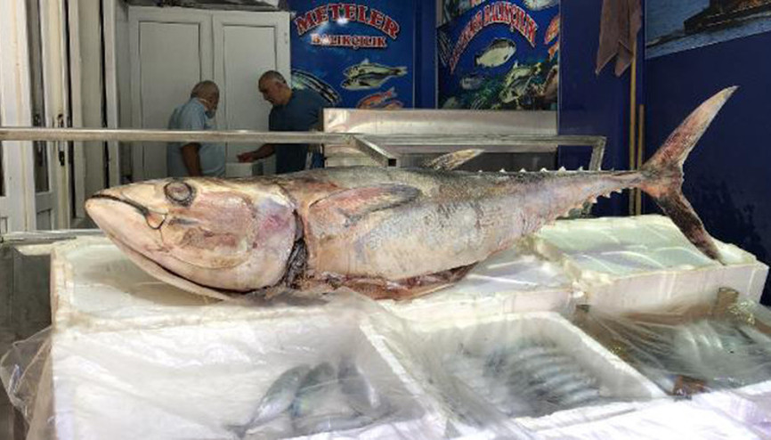 Sinopta 80 kiloluk orkinos, 5 bin liraya satıldı