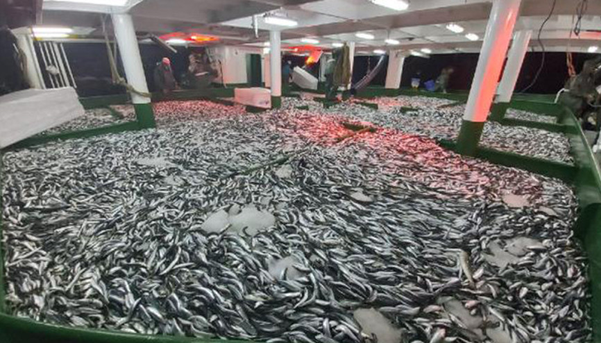 Çanakkalede yeni sezonun ilk gecesi 25 ton sardalya avlandı