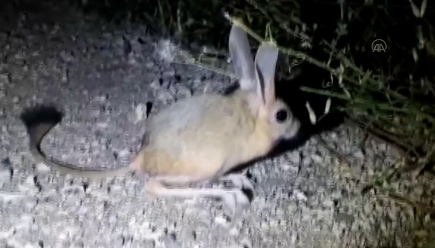 Amasyada Arap tavşanı görüntülendi
