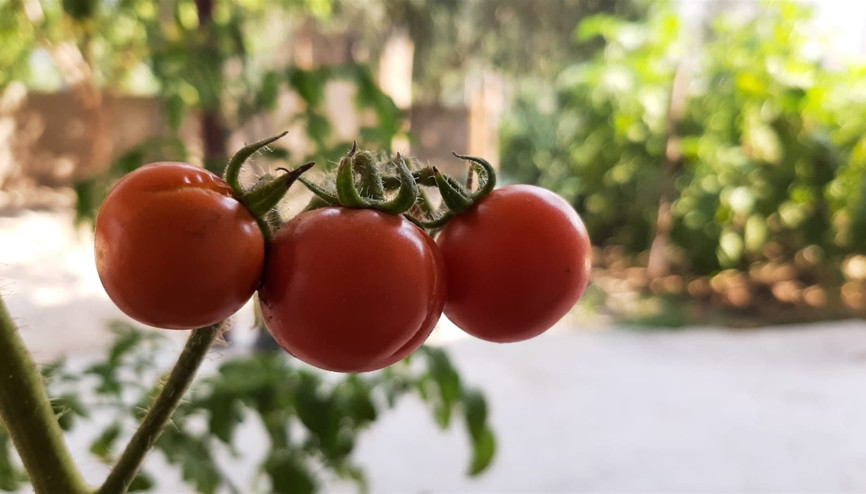 Fen bilgisi öğretmenliği öğrencisi, naneli ve kekikli domates üretti