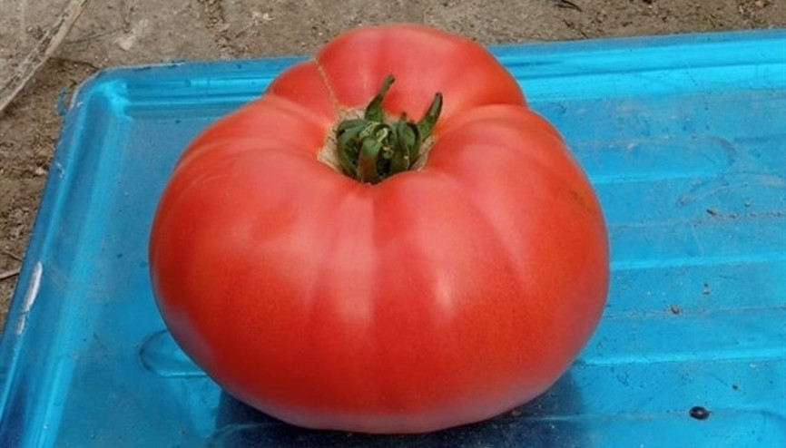 Görenler hayrete düştü Bir tanesi tam 1200 gram