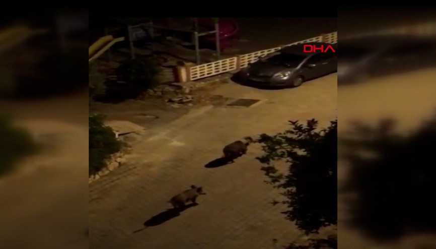 Yaban domuzları Kaş caddelerini mesken tuttu