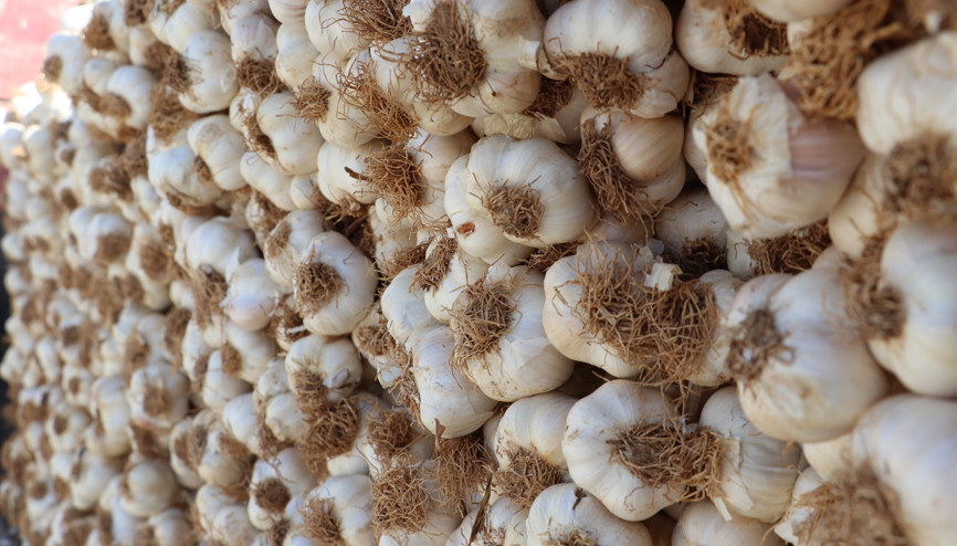 Coğrafi işaret tescilli Taşköprü sarımsağına Türkiyenin her yerinden talep var