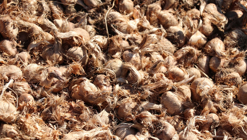 Ona mucize bitki diyorlar Yemeklere tat katıyor, kilosu 30 bin liradan satılıyor