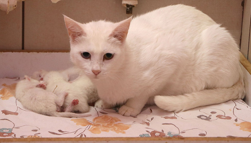 Van kedileri, 2020nin son yavrularını dünyaya getirdi