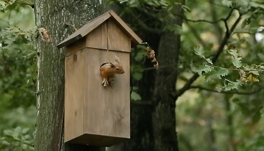 Kuş yuvasını mesken tutan sincap ailesi ilgi çekiyor