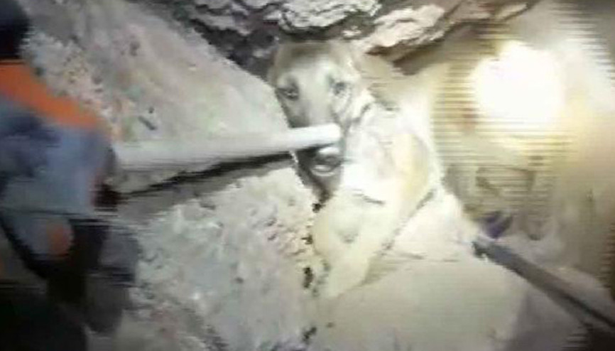 Kayalıklara sıkışan köpeği itfaiye kurtardı
