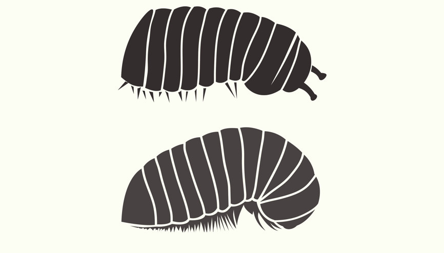 Kafka’nın ‘Dönüşüm’ünden ilhamla