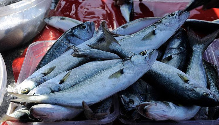 Denizlerin prensi lüfer, kilogramı 170 liradan tezgahta