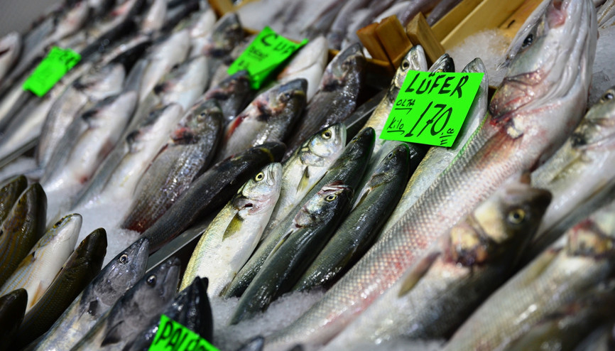 Denizlerin prensi lezzet deposu lüfer tezgaha çıktı