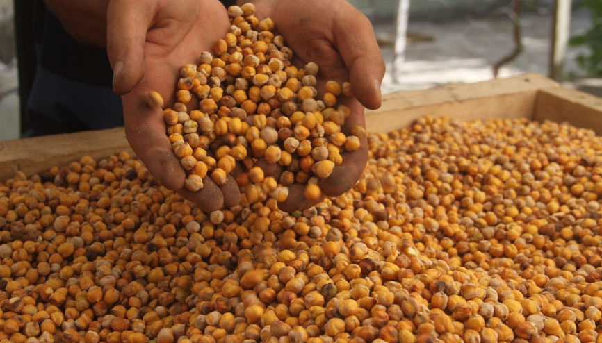 Ağının tescilli leblebisinde üretim başladı