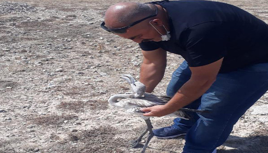 Tüfekle vurulan flamingo tedavi edildi