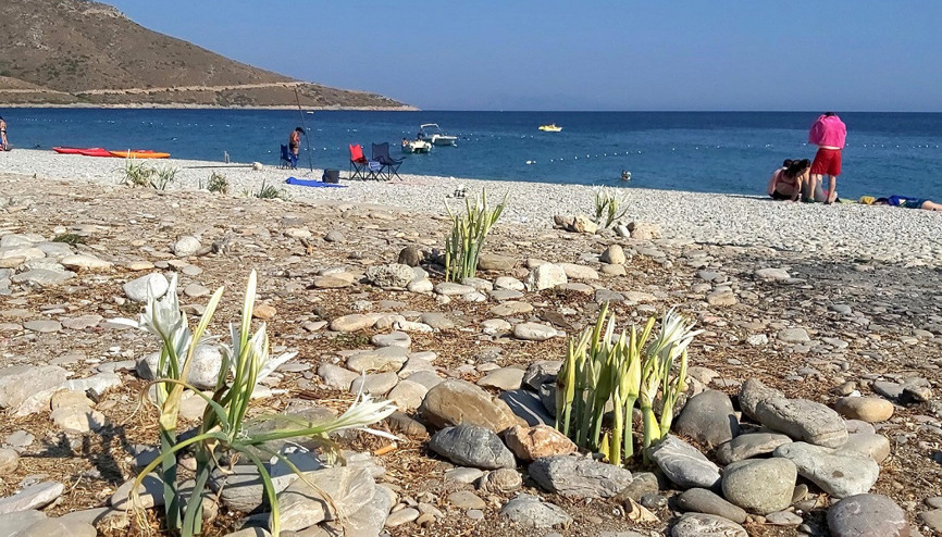 Kum zambaklarını koparmanın cezası 73 bin 747 TL