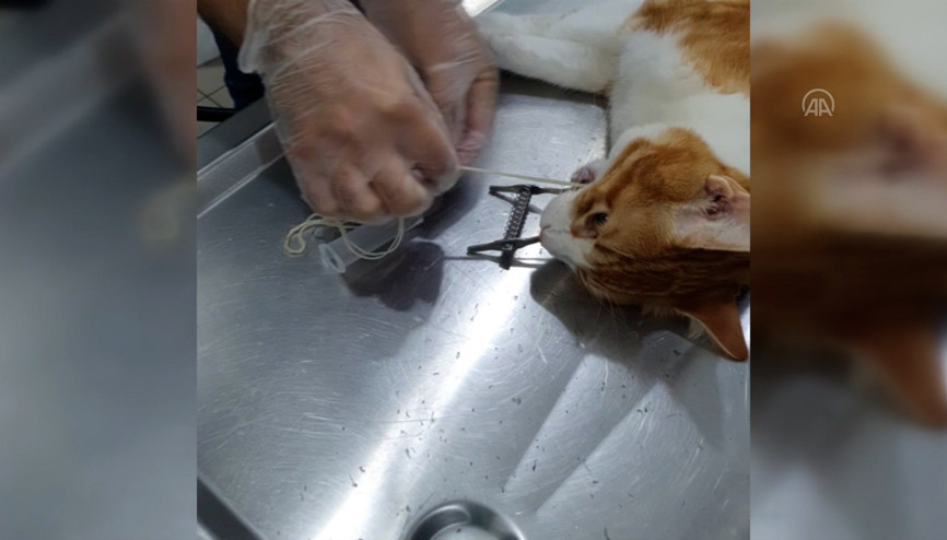 Kedinin yuttuğu iki metrelik ip endoskopiyle çıkarıldı