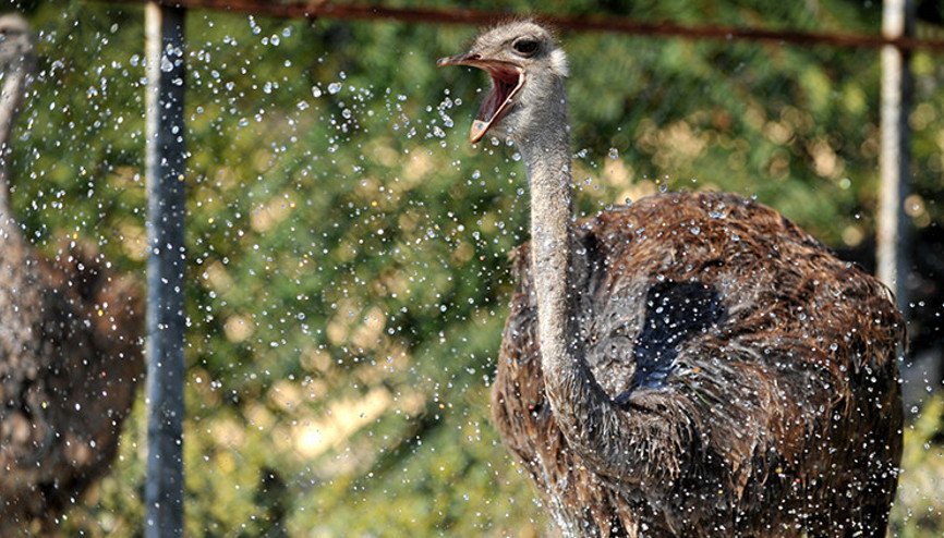 Deve kuşlarını hortumla su sıkarak serinletiyorlar