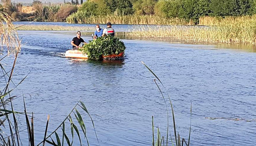 Çayın ortasındaki adacıkta kenevir yetiştiren 3 kişi yakalandı