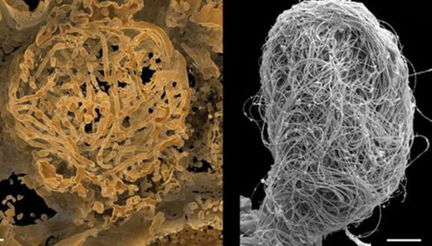 Dünyanın en eski hayvan spermi bulundu