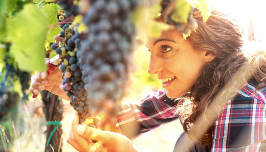 Sonbaharın bereketli bağları Sonbaharın bereketli bağları