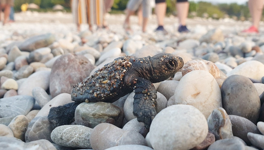 Çıralıda bu sezon 3 bin 100 caretta caretta denizle buluştu