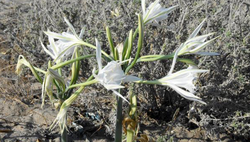 Kum zambakları çiçek açtı