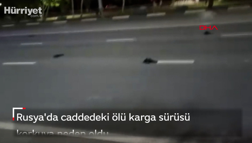 Rusyada caddedeki ölü karga sürüsü korkuya neden oldu