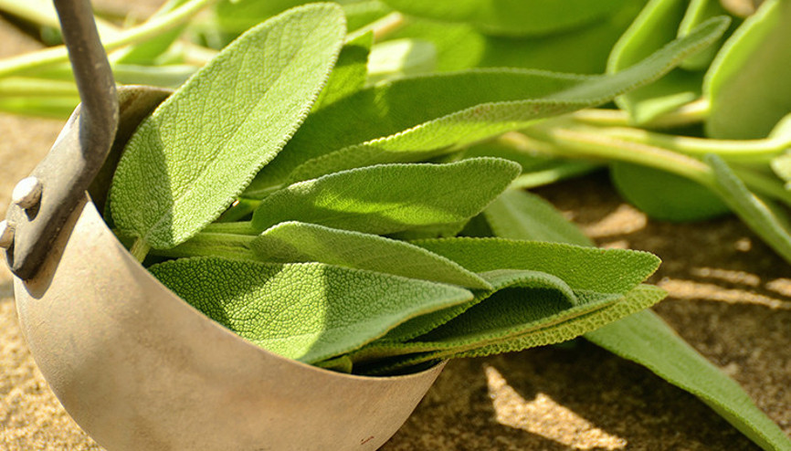 Mis kokulu adaçayının 5 farklı kullanım şekli Mis kokulu adaçayının 5 farklı kullanım şekli