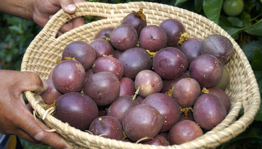 Çarkıfelek (passiflora) meyvesinin özelliği nedir Çarkıfelek meyvesi nerelerde yetişir