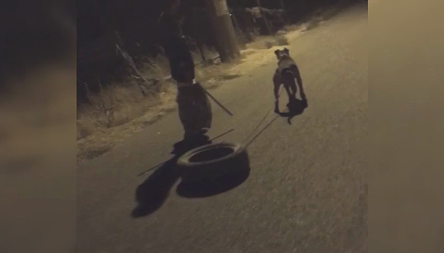 Lastik çektirilen köpek için Spor mu İşkence mi tepkisi