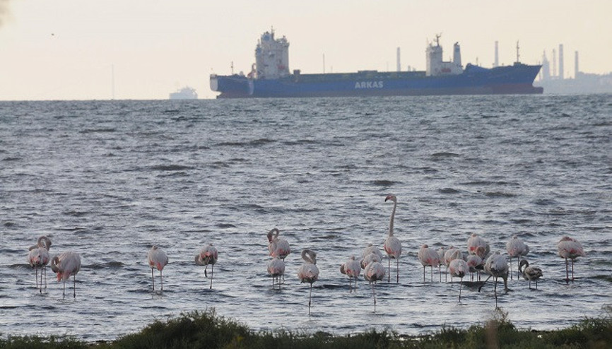 İzmit Körfezinde flamingolar renkli görüntüler oluşturdu