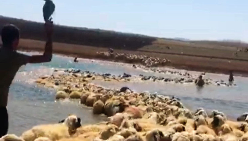 Yer Tunceli... Yüksek ateş çıkan koyunlarını böyle kurtardı