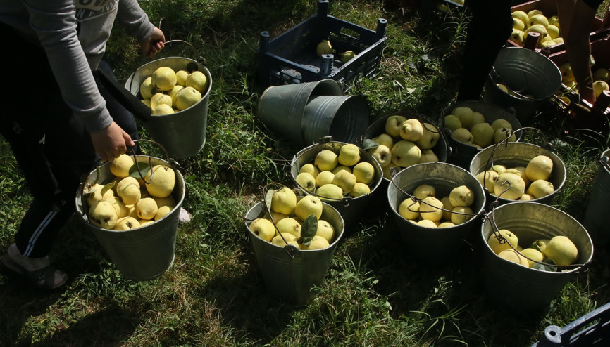 Kocaelide yetişen Eşme ayvasını dünya tanıyacak