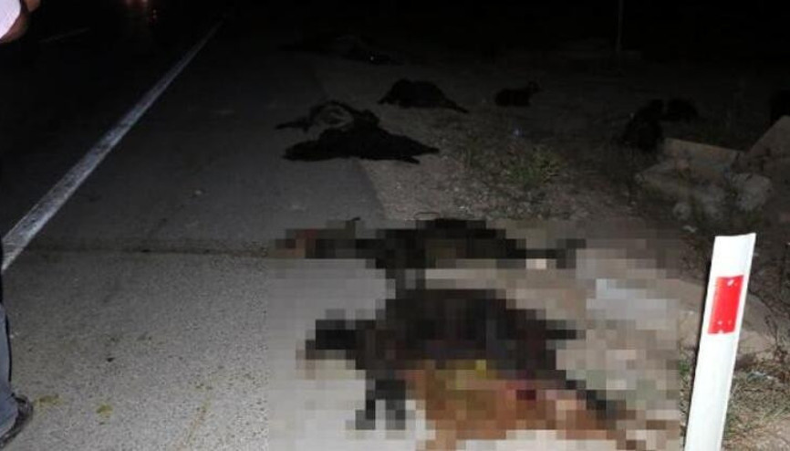 Adanada 3 aracın çarptığı sürüdeki 23 keçi telef oldu
