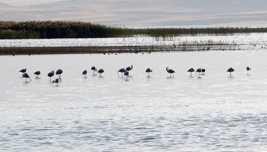 Erçek Gölü’ndeki flamingolar göz kamaştırdı