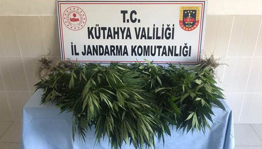Bağ evinde 70 kök kenevir ele geçirildi