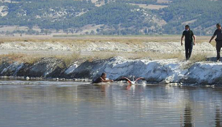 Denizli’de yaralı bulunan flamingoya tedavi