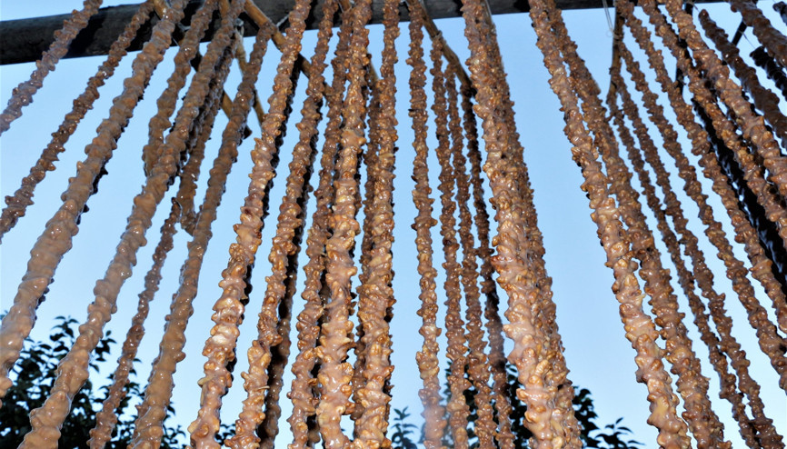 Elazığda bağ bozumu sona erdi, orcik mesaisi başladı