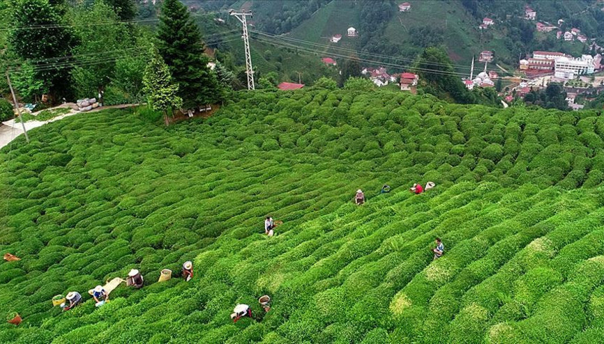 Türk çayını en çok Belçikalılar içti