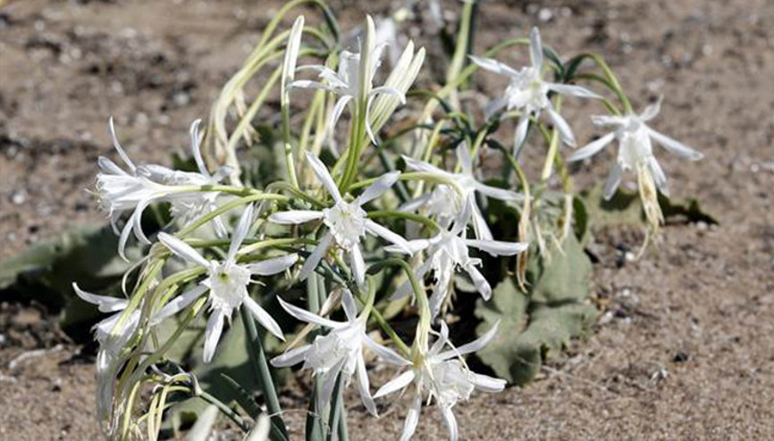 Kum zambakları koruma altında