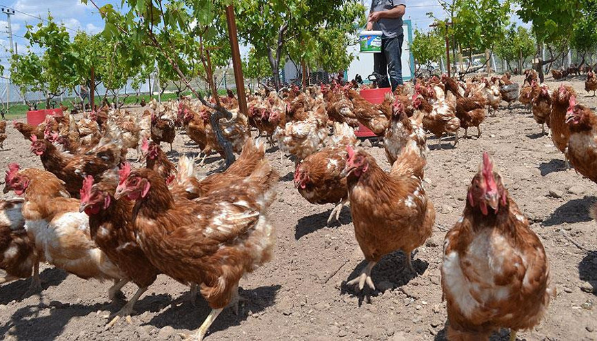 Kümes hayvancılığı üretiminde ağustos verileri açıklandı