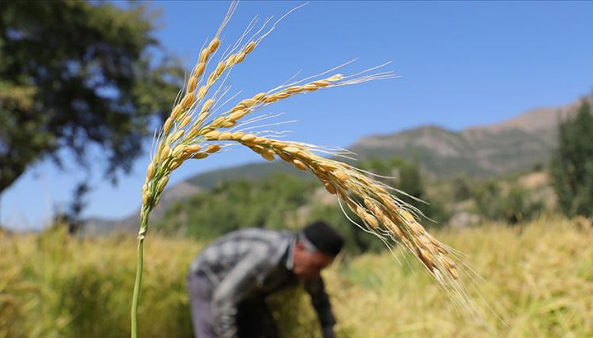 Türkiyenin çeltik ambarı Edirnede kurutma mesaisi başladı