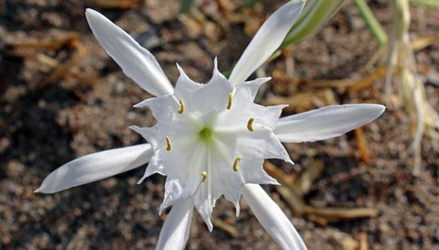 Kum zambaklarını koparana 73 bin lira ceza kesilecek Kum zambaklarını koparana 73 bin lira ceza kesilecek