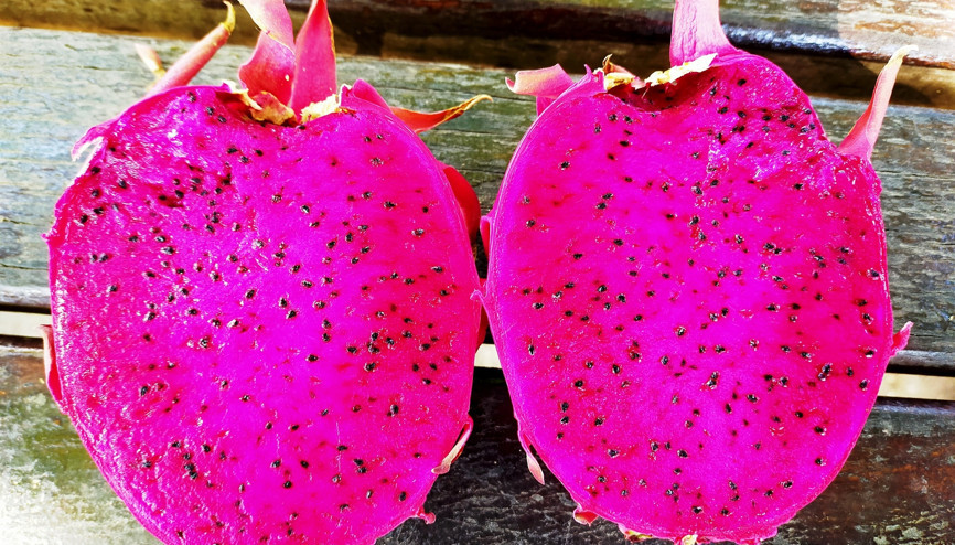 Marmara ejder meyvesinin üretim üssü olacak