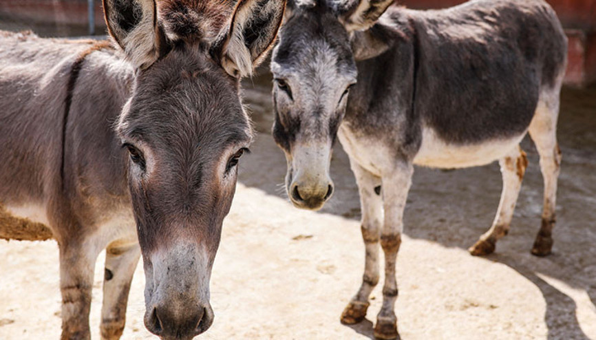 Dikkat Sütü öldürür
