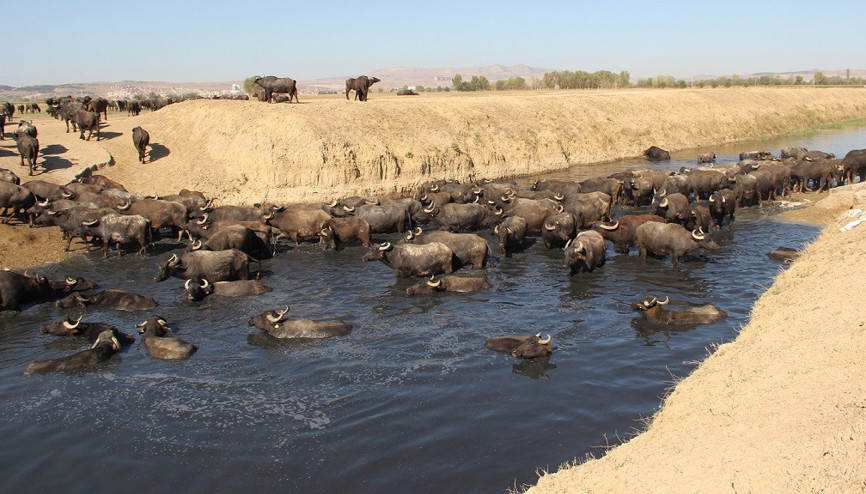 Burası Afrika bozkırları değil Afyonkarahisar