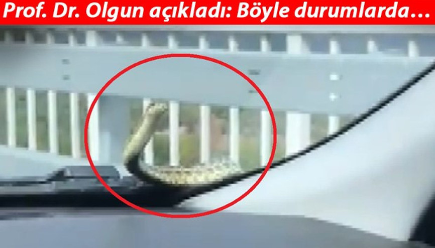 Kaputtan çıkan yılan şoke etmişti Prof. Dr. Olgun açıkladı: Böyle durumlarda... Kaputtan çıkan yılan şoke etmişti Prof. Dr. Olgun açıkladı: Böyle durumlarda...