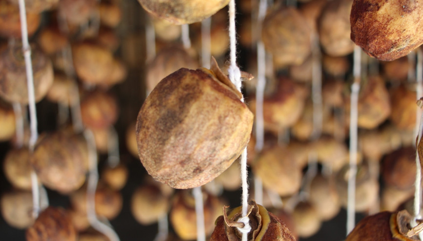 Olgunlaşmadan toplanıyor, 3 hafta içinde bir şifa deposuna dönüşüyor