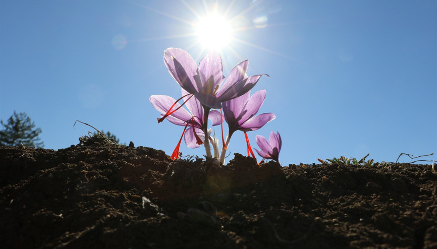 Safranda hasat başladı Kilosu 40 bin liradan satılıyor